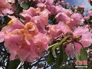湖北神农架降雪高山杜鹃披冰

