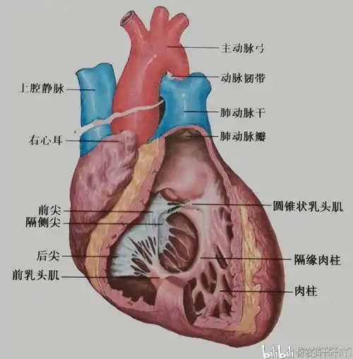 系统解剖学复习血液循环篇
