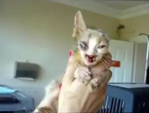 世界上最丑的猫,被蛆虫吃掉半边脸,喵我别无选择但仍坚强活着

