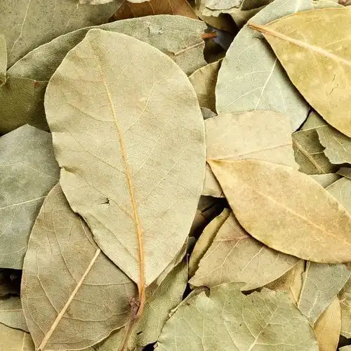 火锅里香叶的真身,传说长在月亮上丨小叶子涨植识
