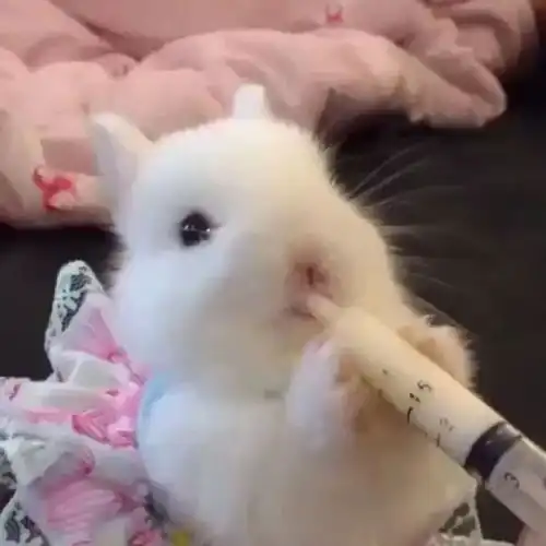 萌系头像你是我第一眼看到就喜欢的东西
