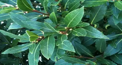 月桂叶是香叶吗
