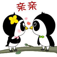 上饶发现超q熊猫鸟简直萌你一脸血
