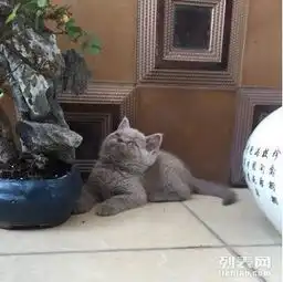 2个月紫猫dd找新家
