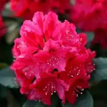 杜鹃花科
