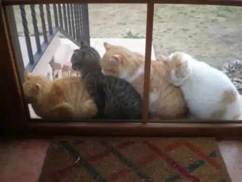 关于猫猫朋友圈文案
