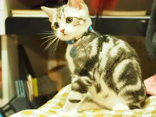 拥有好多只猫的南广人均为人生赢家

