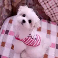小奶狗头像男超萌小奶狗可爱头像
