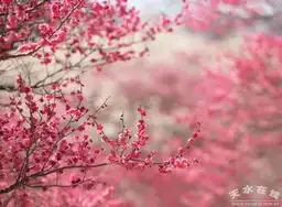 初春寻访桃花源
