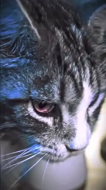 你们见过带美瞳的猫吗看这表情管理,我能找你报个补习班吗
