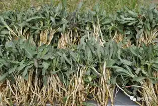 有一种养生菜叫甜苣菜
