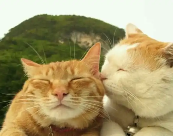 半夜嚎叫的猫,到底是公猫还是母猫,为什么叫得那么凄惨
