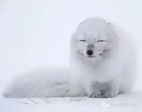 治愈系动物世界这么乱,卖萌给你看
