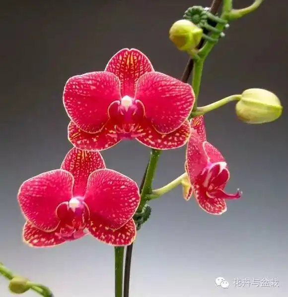 蝴蝶兰最全的品种介绍
