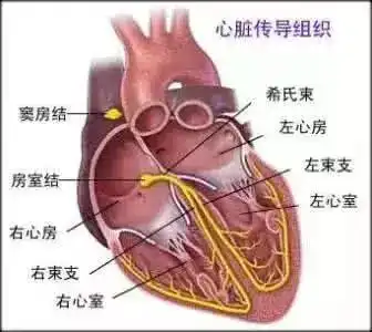 警惕与感冒症状相似深圳一男子险丧命,医生紧急提醒
