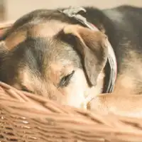 萌宠狗狗睡觉图片呆萌小狗头像
