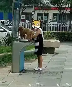 一对男女餐厅吃饭,身边狗狗的行为让人傻眼
