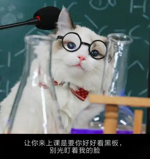 我们经常看到猫在舔毛,知道这里面有什么猫腻吗

